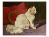 White Persian Cat Impressão giclée por Arthur Heyer