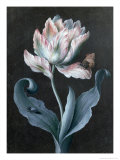 Parrot Tulip with Butterfly and Beetle Giclee Print by Barbara Regina Dietzsch