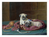 Pug Puppies in a Basket Giclee Print by Horatio Henry Couldery