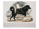 The Esquimaux Dog Reproduction procédé giclée par Josiah Wood Whymper