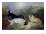 Terriers Rabbiting Giclee Print by Maxwell Armfield