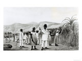 Negroes Cutting Sugar Cane on a Jamaican Plantation, 1825 Lámina giclée Negroes Cutting Sugar Cane on a Jamaican Plantation, 1825 Lámina giclée