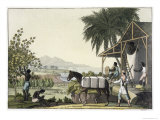 Cotton-Making, Dutch Antilles, East Indies, Le Costume Ancien ou Moderne, c.1820-30 Giclee Print by Paolo Fumagalli