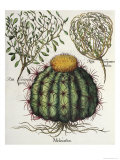 Hortus Eystettensis by Basil Besler Giclee Print Hortus Eystettensis by Basil Besler Giclee Print