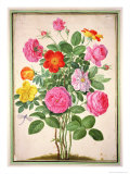 Roses, Plate 4 from the Nassau Florilegium Reproduction procédé giclée par Johann Jakob Walther