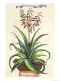 Aloe Vera Vulgaris, from Phytographia Curiosa, Published 1702 reproduction procédé giclée par Abraham Munting
