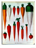 Carrots, Table IV from the Album Benary, Engraved by G. Severeyns, 1876 Giclee Print by Ernst Benary