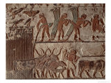 Harvesting Papyrus and a Group of Cows, Old Kingdom Giclee Print by 5th Dynasty Egyptian