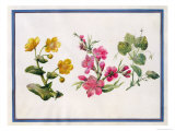 Marsh Marigold, Japonica, Violet Giclee Print by Claude Aubriet