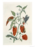 Comfrey, from A Curious Herbal, 1782 Stampa giclée di Elizabeth Blackwell Comfrey, from A Curious Herbal, 1782 Stampa giclée di Elizabeth Blackwell
