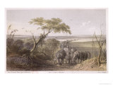Herd of Elephants on the Border of Chad, Travels and Discoveries in North and Central Africa Giclee-trykk av Johann Martin Bernatz Herd of Elephants on the Border of Chad, Travels and Discoveries in North and Central Africa Giclee-trykk av Johann Martin Bernatz