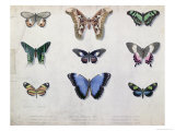 Butterflies from Brazil and Guyana, Mid 19th Century Lámina giclée por Edouard Travies Butterflies from Brazil and Guyana, Mid 19th Century Lámina giclée por Edouard Travies