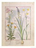 Illustration from the Book of Simple Medicines by Mattheaus Platearius Giclee Print by Robinet Testard