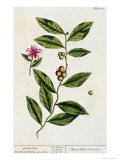 Green Tea, Plate 351 from A Curious Herbal, Published 1782 Stampa giclée di Elizabeth Blackwell Green Tea, Plate 351 from A Curious Herbal, Published 1782 Stampa giclée di Elizabeth Blackwell