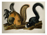 Fox Squirrel, from Quadrupeds of America, 1845 Giclee Print by John James Audubon