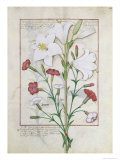 Illustration from the Book of Simple Medicines by Mattheaus Platearius Giclee Print by Robinet Testard