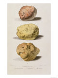 Botanical Plate with Three Different Varieties of Potato, Engraved by G. Severeyns Giclee Print by L. Rouyer