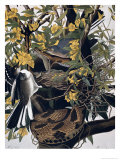 Mocking Birds and Rattlesnake, from Birds of America, Engraved by Robert Havell ジクレープリント - ジョン・ジェイムズ・オーデュボン