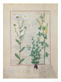 Illustration from the Book of Simple Medicines by Mattheaus Platearius Giclee Print by Robinet Testard