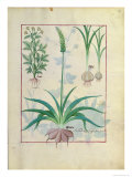 Garlic and Other Plants, The Book of Simple Medicines by Mattheaus Platearius Giclee Print by Robinet Testard
