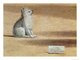 Vision of St. Augustine, Detail of the Dog, 1502-08 Lámina giclée por Vittore Carpaccio