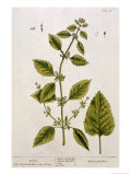 Balm, Plate 27 from A Curious Herbal, Published 1782 Stampa giclée di Elizabeth Blackwell Balm, Plate 27 from A Curious Herbal, Published 1782 Stampa giclée di Elizabeth Blackwell