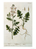 Rocket, Plate 242 from A Curious Herbal, Published 1782 Stampa giclée di Elizabeth Blackwell Rocket, Plate 242 from A Curious Herbal, Published 1782 Stampa giclée di Elizabeth Blackwell