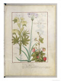 Consiligo, Burreed and Strawberry, The Book of Simple Medicines, Platearius Giclee Print by Robinet Testard