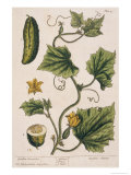 Garden Cucumber, Plate 4 from A Curious Herbal, Published 1782 Stampa giclée di Elizabeth Blackwell Garden Cucumber, Plate 4 from A Curious Herbal, Published 1782 Stampa giclée di Elizabeth Blackwell