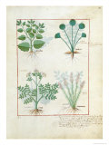 Salt Bush with Anthora and Absinthium and Cardamom, The Simple Book of Medicines Giclee Print by Robinet Testard