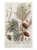 Pine Tree, from A Curious Herbal, Published in Nuremburg in 1757 Giclee Print by Elizabeth Blackwell