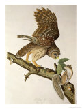 Barred Owl, from Birds of America Giclee Print by John James Audubon