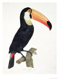 Toucan No.2, History of the Birds of Paradise by Francois Levaillant, Engraved by J.L. Peree Giclee-trykk av Jacques Barraband Toucan No.2, History of the Birds of Paradise by Francois Levaillant, Engraved by J.L. Peree Giclee-trykk av Jacques Barraband