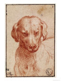 Head of a Dog reproduction procédé giclée par Parmigianino 