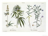 Cannabis and Flax, from The Young Landsman, Published Vienna, 1845 Giclee Print by Matthias Trentsensky
