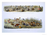 In Fairyland: A Series of Pictures from the Elf-World by William Allingham and Andrew Lang Giclee Print by Richard Doyle
