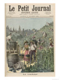 The Wine Harvest, from Le Petit Journal, 31st October 1891 Giclee Print by Henri Meyer