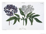 Elder, Fig. 13 from The Young Landsman, Published Vienna, 1845 Giclee Print by Matthias Trentsensky
