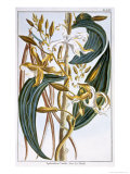 Vanilla Pods, Plate 65, from Collection Precieuse et Enluminee, Volume III Giclee-trykk av Pierre-Joseph Buchoz Vanilla Pods, Plate 65, from Collection Precieuse et Enluminee, Volume III Giclee-trykk av Pierre-Joseph Buchoz
