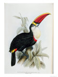 Red-Billed Toucan, from A Monograph of the Ramphastidae, or Family of Toucans, by John Gould Giclee Print by Edward Lear