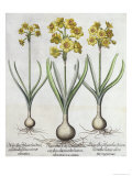 Tazetta Narcissi, from the Hortus Eystettensis by Basil Besler Giclee Print