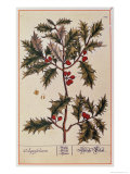 Holly from A Curious Herbal, 1782 Giclee Print by Elizabeth Blackwell