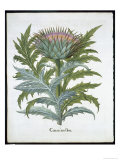 The Cardoon, from the Hortus Eystettensis by Basil Besler Giclee Print