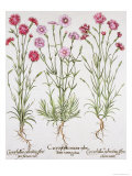 Various Varieties of Dianthus, from the Hortus Eystettensis by Basil Besler Giclee Print