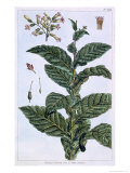 Tobacco Plant, Plate 7, from Collection Precieuse et Enluminee, Volume III Giclee-trykk av Pierre-Joseph Buchoz Tobacco Plant, Plate 7, from Collection Precieuse et Enluminee, Volume III Giclee-trykk av Pierre-Joseph Buchoz