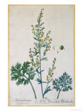 Absinthe, Plate from Herbarium Blackwellianum by the Artist, 1757 Giclee-trykk av Elizabeth Blackwell