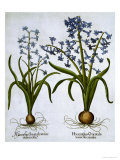 Two Blue Hyacinths, from Hortus Eystettensis, by Basil Besler Reproduction procédé giclée