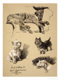 Irish Wolfhound, West Highlander and Cairn, 1930, Just Among Friends, Aldin Giclee Print by Cecil Aldin