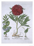 Melissa, Paeony and Odontoglossum, from Hortus Eystettensis, by Basil Besler Giclee Print