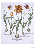 Five Tulips, from Hortus Eystettensis, by Basil Besler Giclee Print